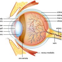opthamologist chatswood